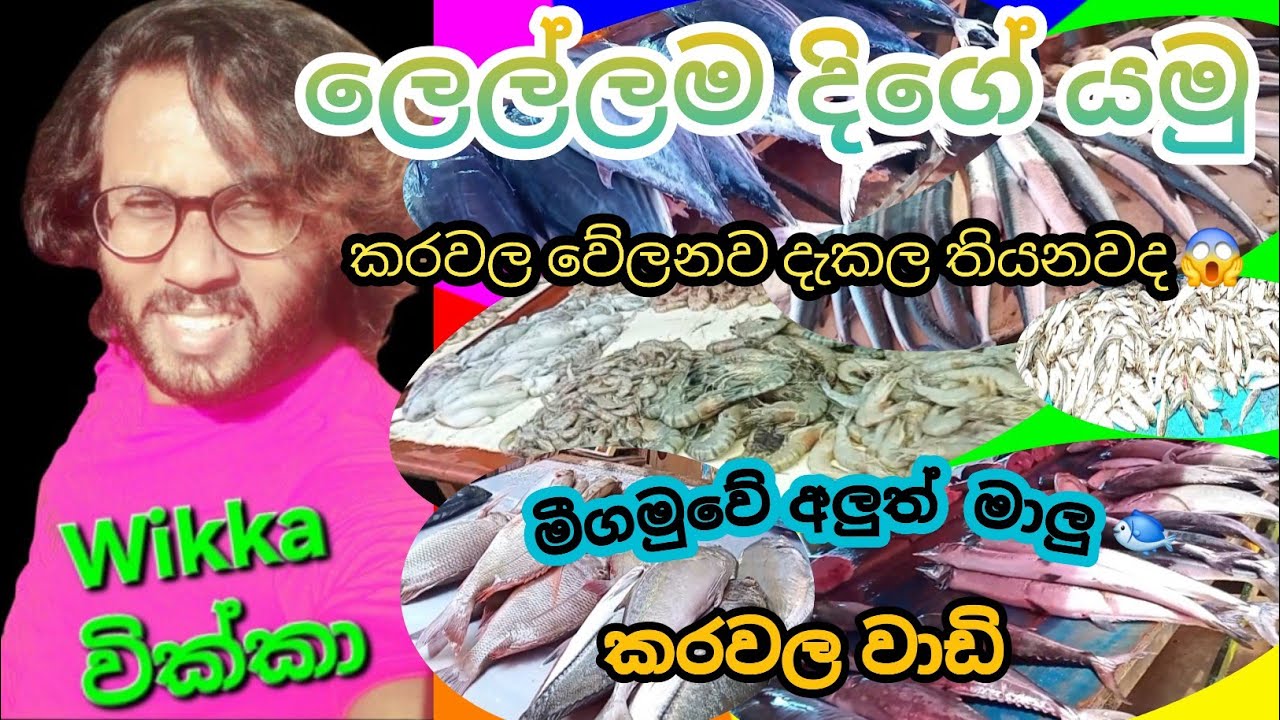 මීගමුවේ අලුත්  මාලු 🐟  කරවල වේලන්නෙත් මෙහෙමයී.. පුදුම හිතෙන  කරවල යායක් 😱  🇱🇰
