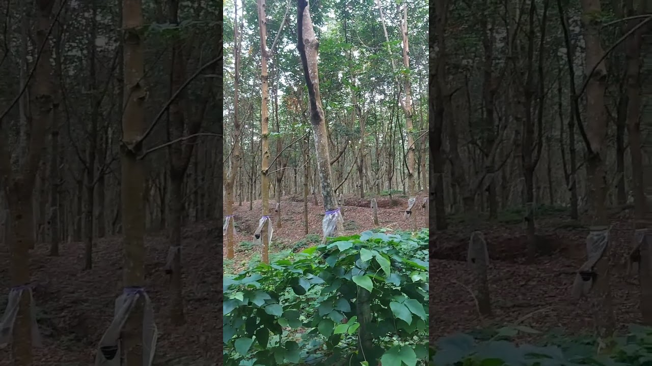 The road built through the rubber plantation  #shorts