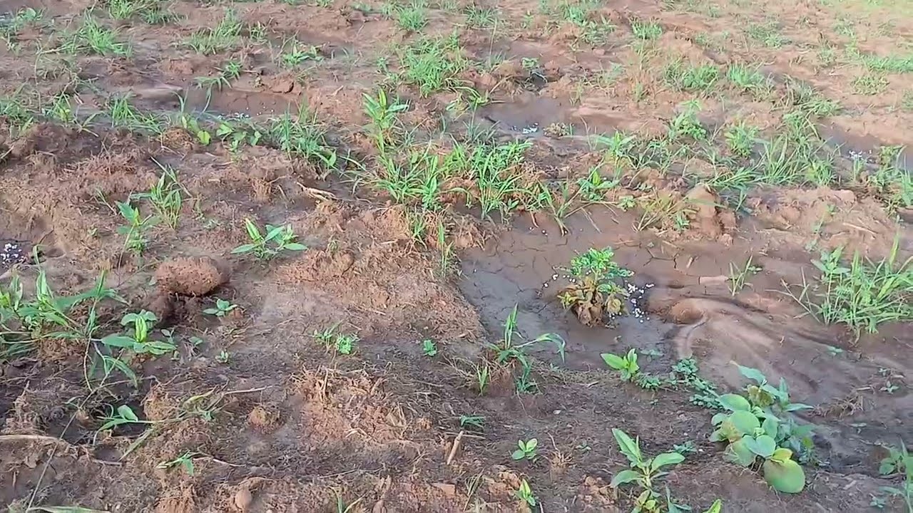 Erros e acertos na nossa pequena lavoura de pimenta de cheiro, e chuvas em excesso para a cultura!