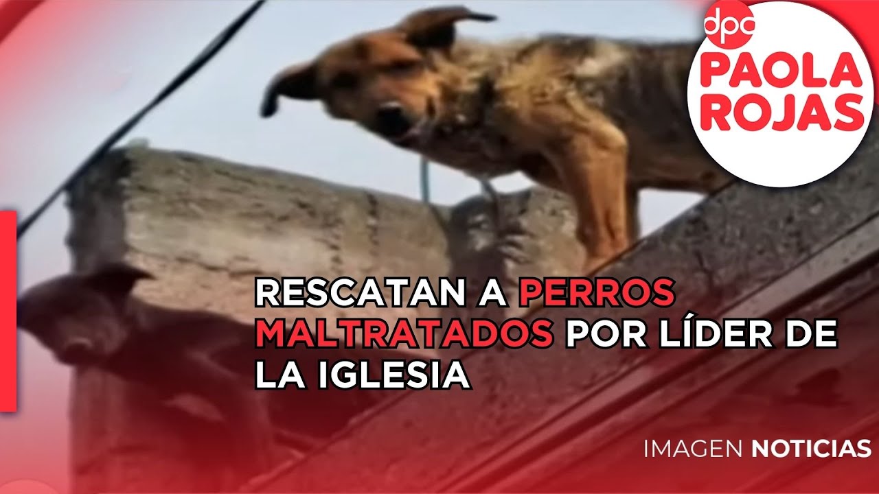 Rescatan a perros maltratados por líder de la iglesia de Toluca, Estado de México | DPC