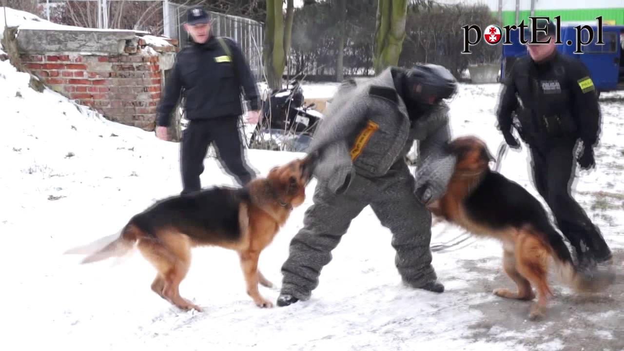 Psy słuzbowe w akcji (portel.pl)