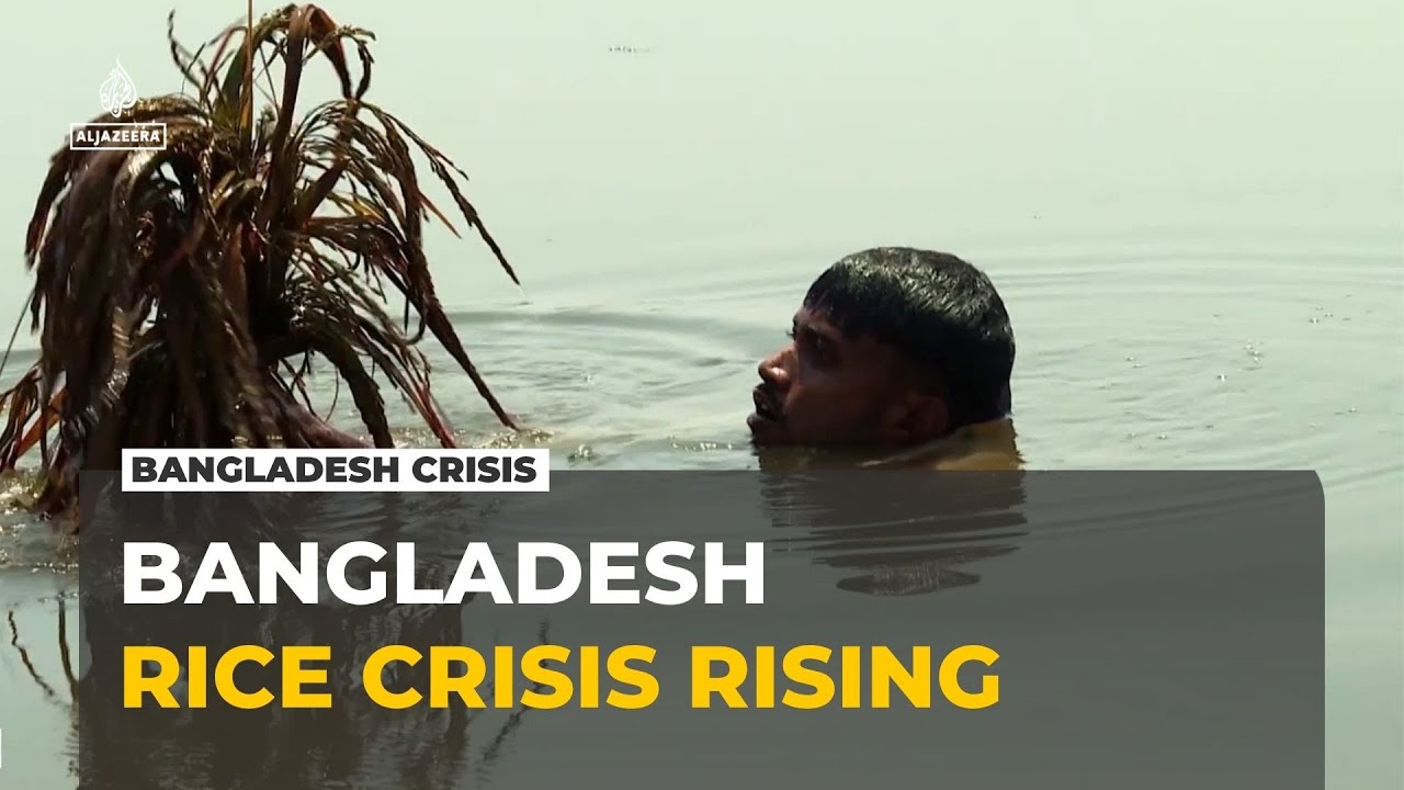 Heavy rains damage rice crop in Bangladesh: crisis as farmers lose their harvest to flooding
