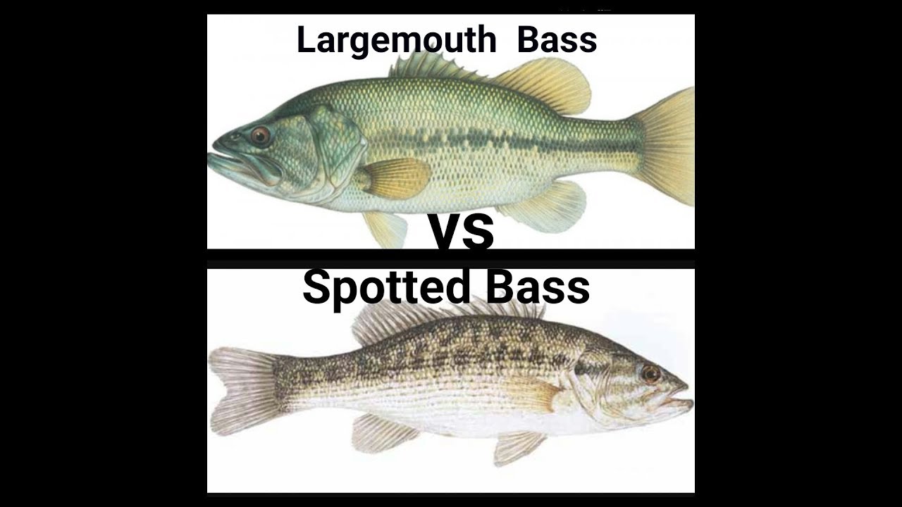Fishing for Largemouth Bass vs Spotted Bass