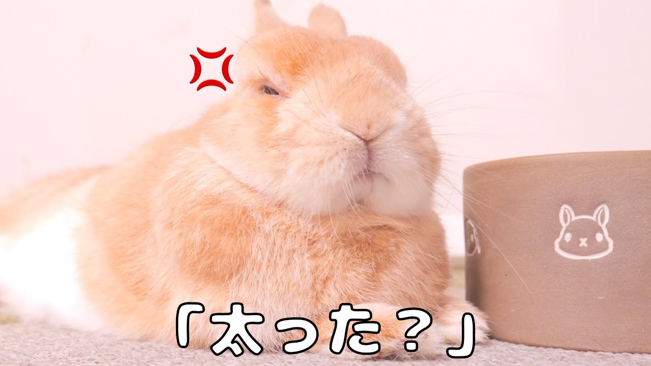 肉付きが良くなったムギに「太った？」と聞いたら怒られちゃいました【No.1700】