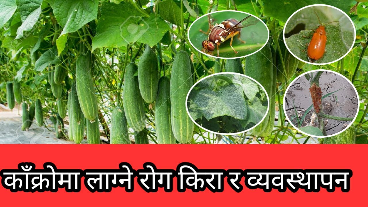 काँक्रोमा लाग्ने रोग किरा र व्यवस्थापन || Insect Pest of Cucumber || Kakro ma lagne Rog Kira ||