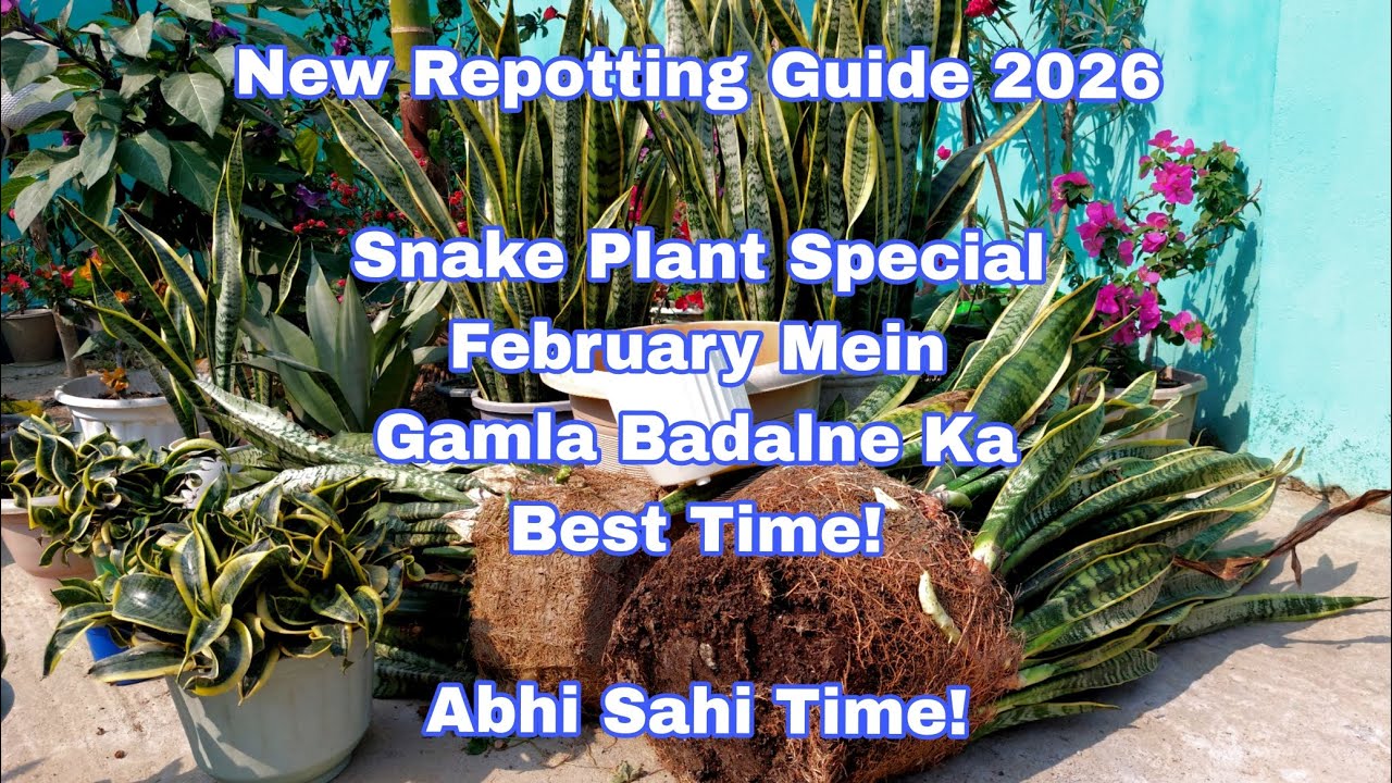 February Mahine Mein Snake Plant Ka Gamla Badalne Ka Best Time.Repotting Complete Guide..🌿