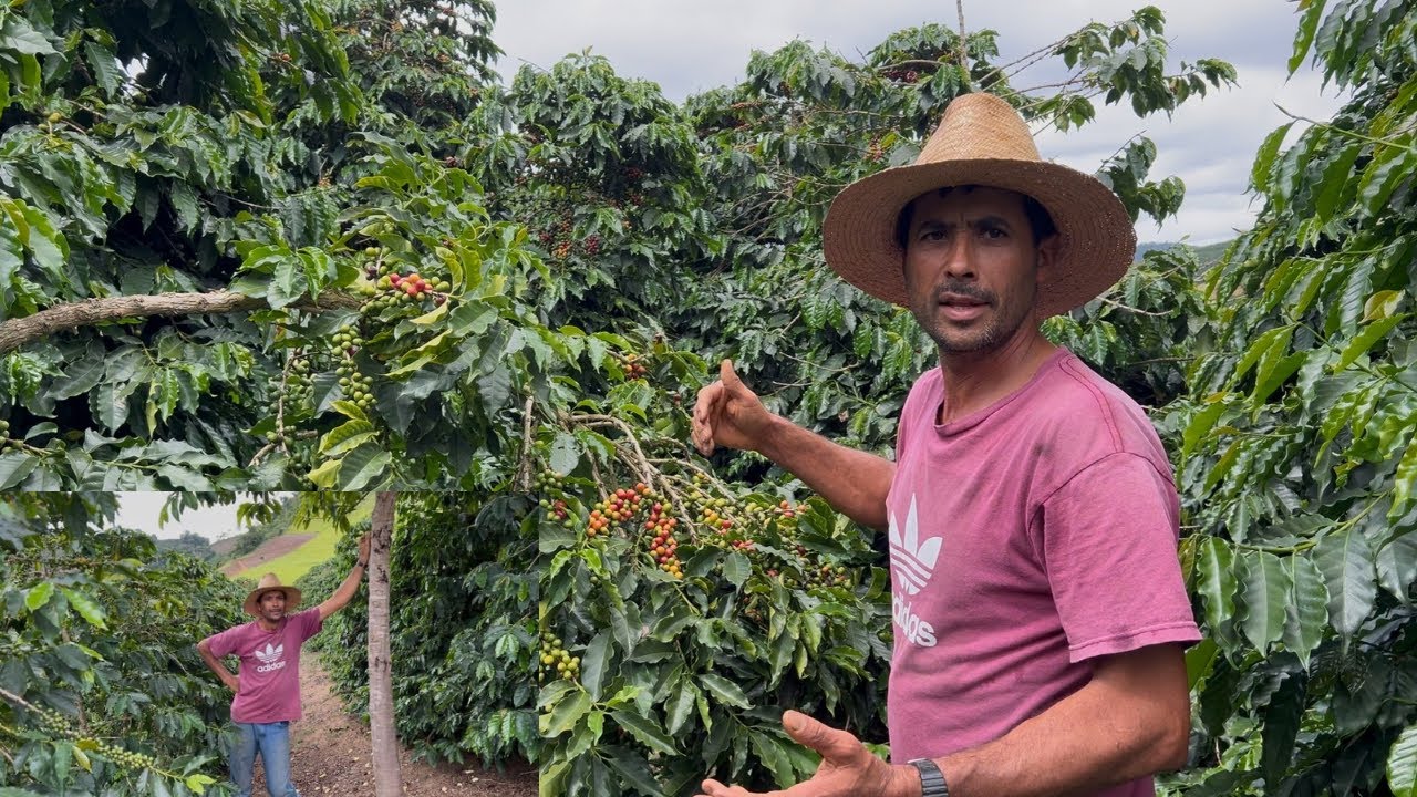 O DIRIN REVELOU O SEGREDO DE SUA LAVOURA,  PRODUZIR MUITO CAFÉ EM POUCO ESPAÇO.