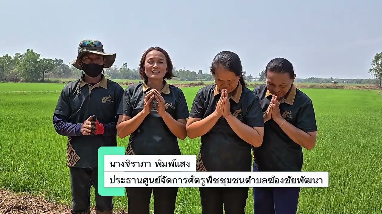 ศูนย์จัดการศัตรูพืชชุมชนตำบลฆ้องชัยพัฒนา อำเภอฆ้องชัย จังหวัดกาฬสินธุ์ นำเสนอ CABI international  