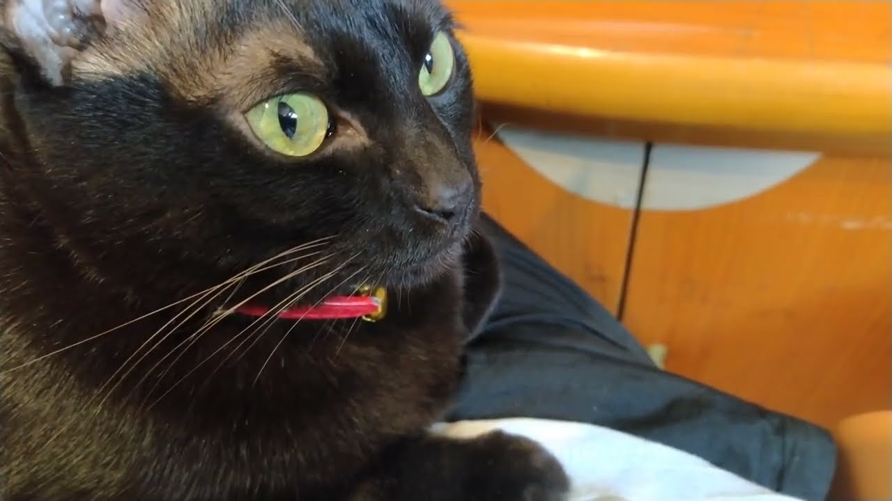 2024-12-01 小臉可愛黑美人 Cute Black Beauty with a Small Face