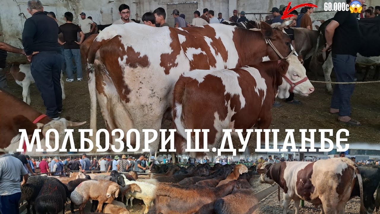 🫡АНА НАВОРУ МАНА НАВОР😊.МОЛБОЗОРИ ЛЕНИНСКИЙ РАЙОН. 13 августа 2025 г
