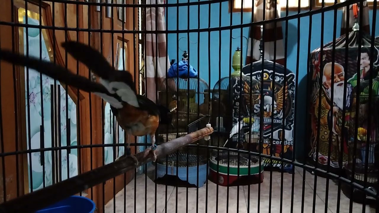 masteran murai batu gacor//relaxing Bird sounds @KEBUMENNKICAU99 