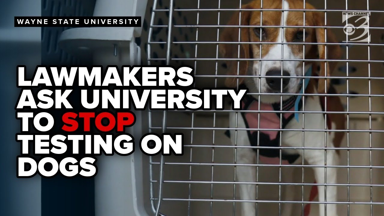 Michigan lawmakers seek end to testing on dogs at Wayne State University
