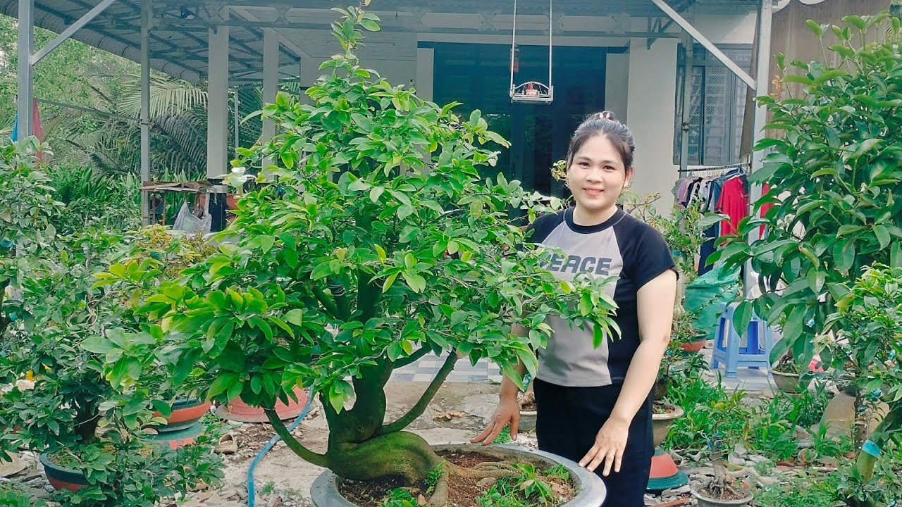 4/3/2026 siêu phẩm nhị ngọc toàn như ý SB bình lợi dáng long đế đẹp tàng khủng☎0939099607 hằng
