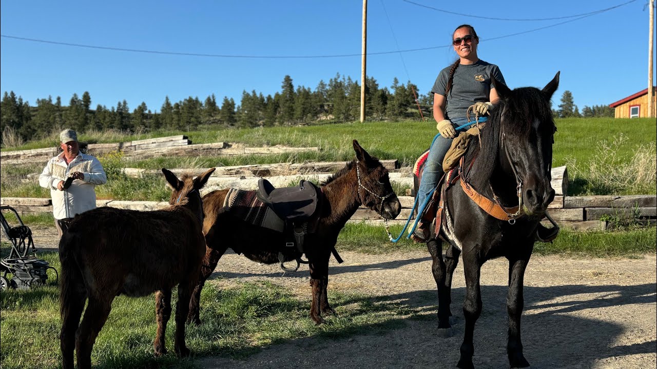 How We Train Wild Burros to Wear a Saddle, Pack Gear, and Be Ponied Without Fear