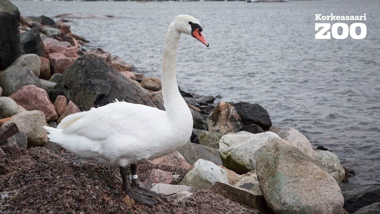 Joutsen ei hevillä jäädy - Kyhmyjoutsenen vapautus Korkeasaaren Villieläinsairaalasta