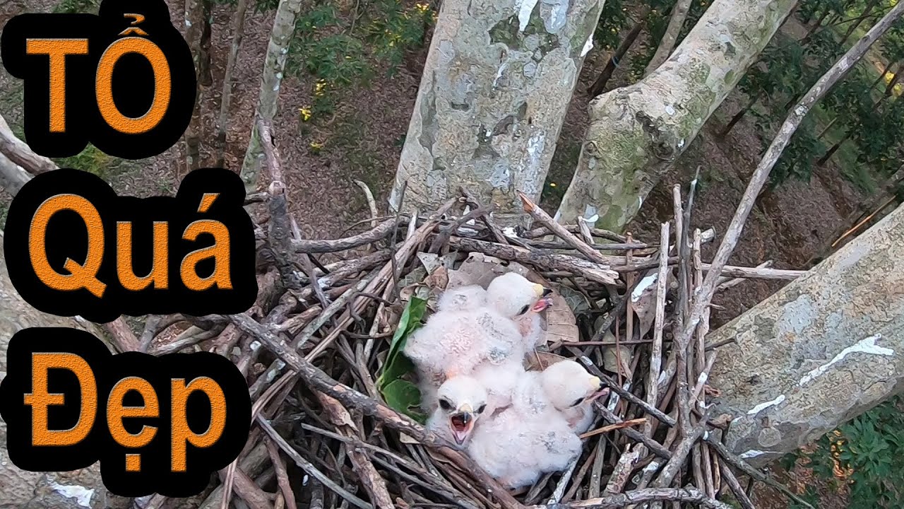 Đi tìm tổ chim săn mồi phát hiện tổ chim ưng shikra cực ngon
