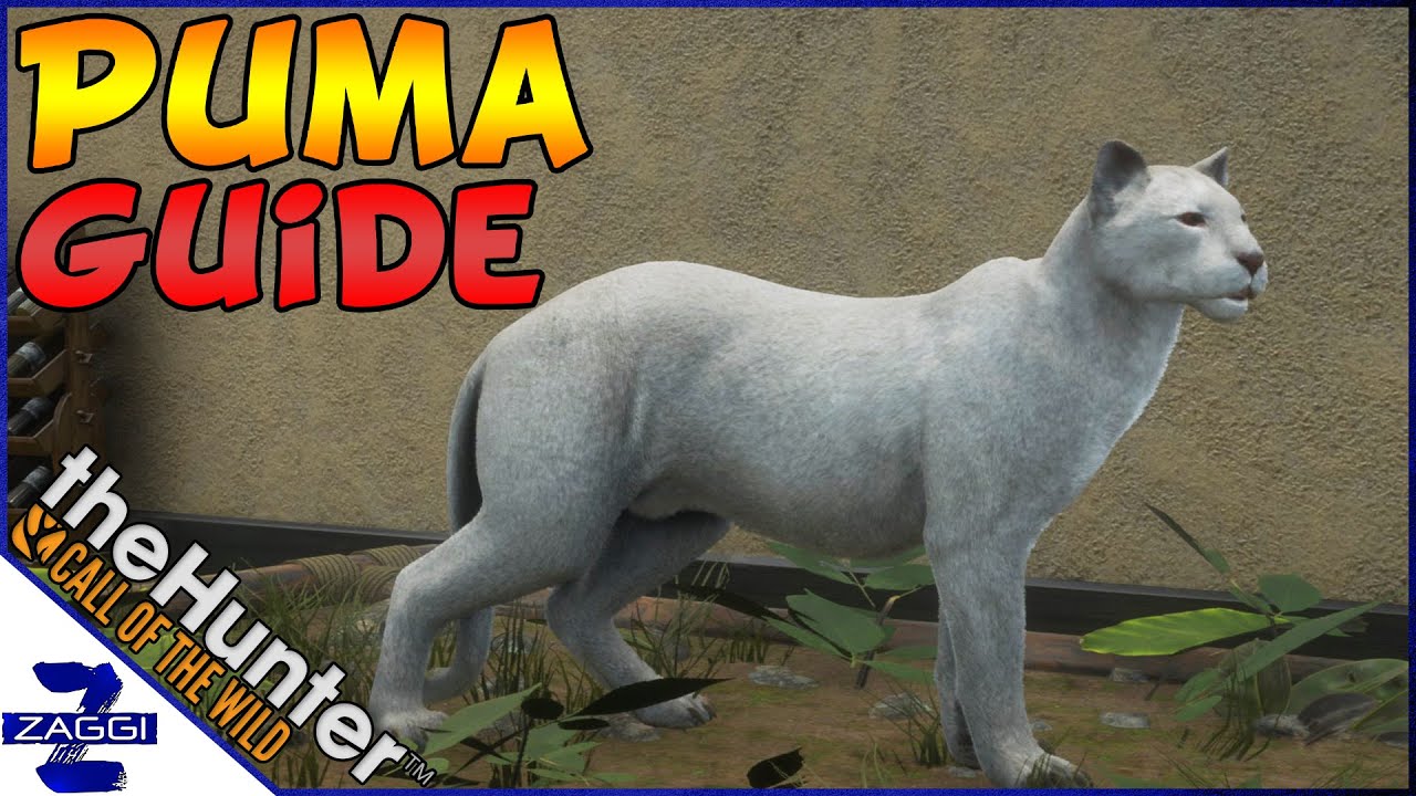 Puma Hunting Guide Call of the Wild