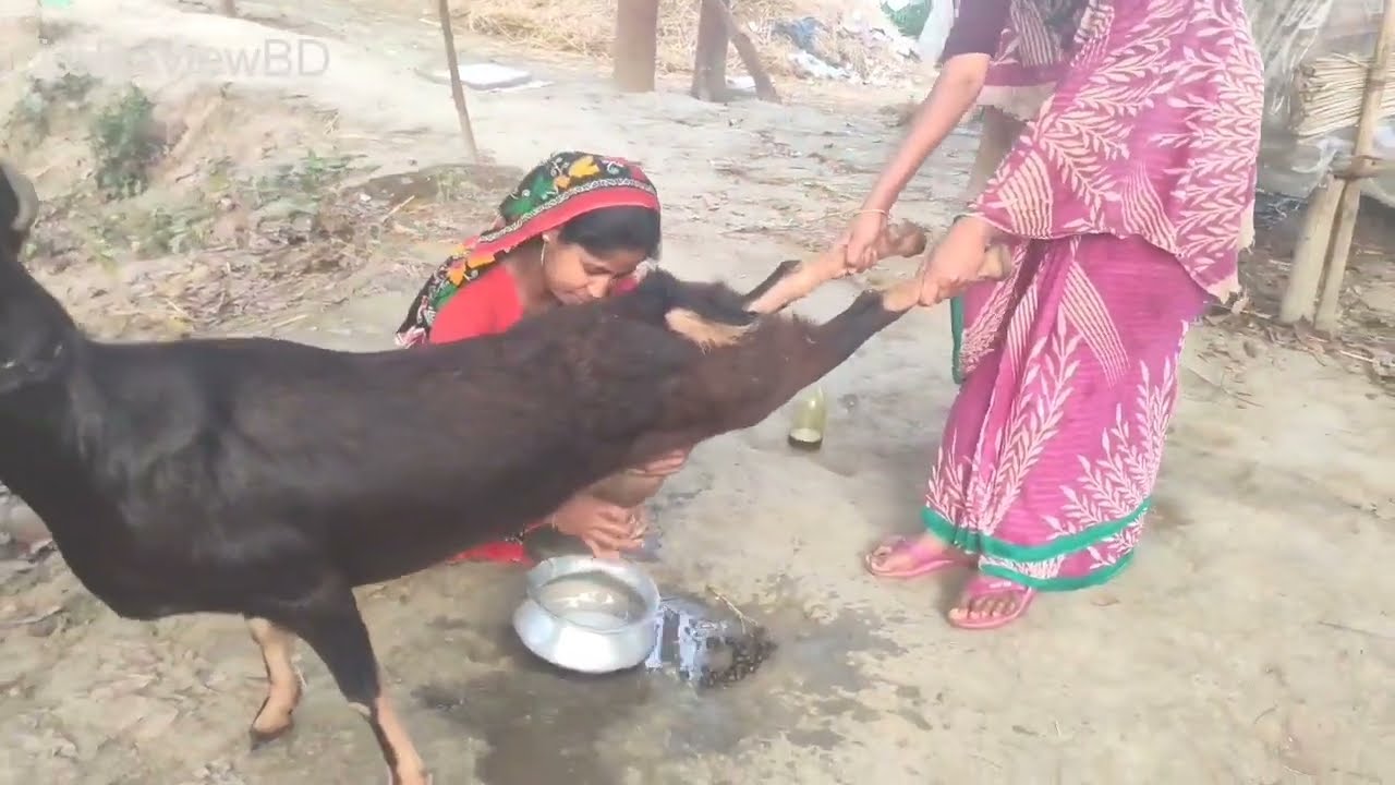 Real Style Goat Milking Video/Village Natural Animal Milking Show