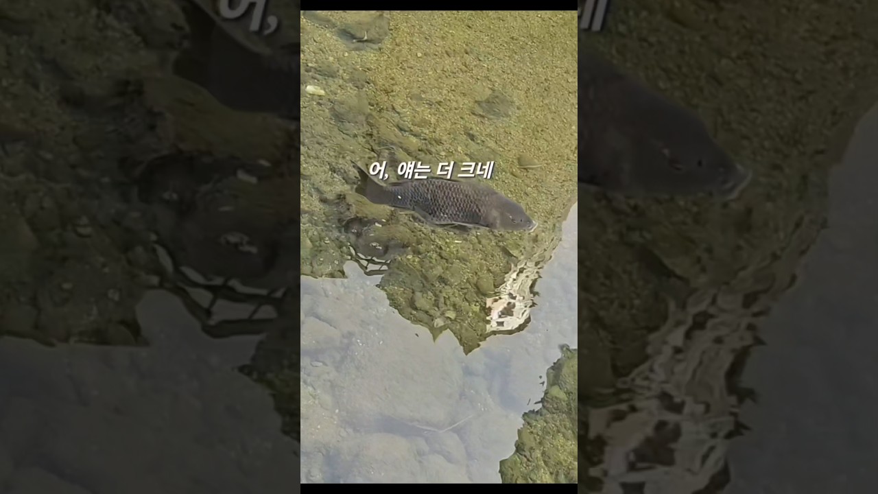 청계천 영도교에 출몰한 왕 잉어와 메기 #청계천 #여행  #잉어 #메기