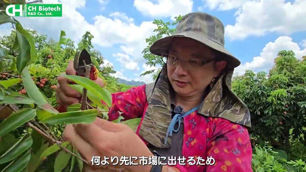 果樹応用: ライチ 完全版動画