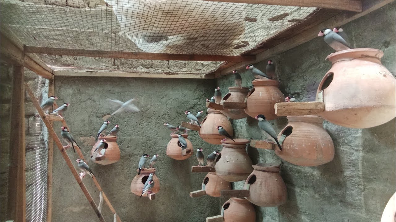#javasparrow #javafinch how to breed java sparrow#birdslover #javabirds #birds