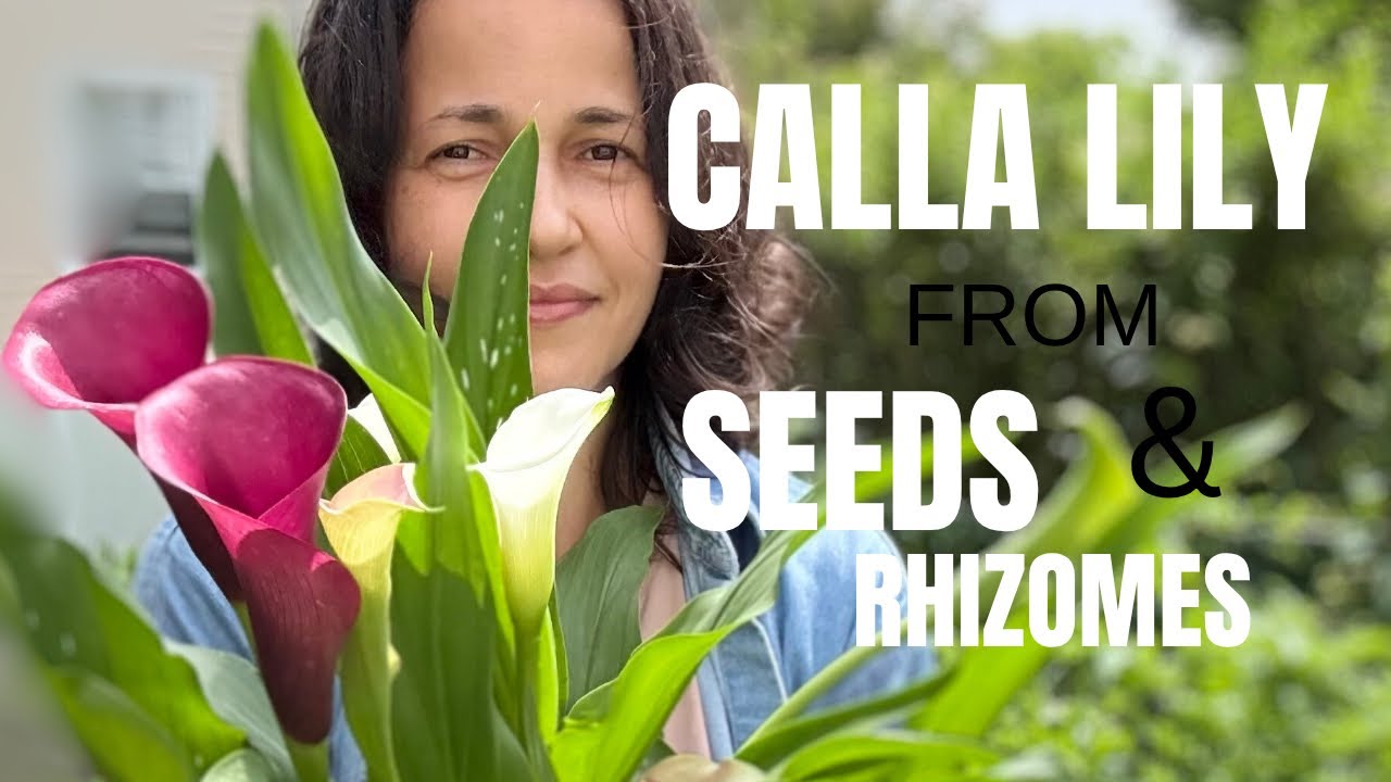 Como Cultivo a Cala/ Copo de Leite Colorido Da Germinação das Sementes e Rizomas