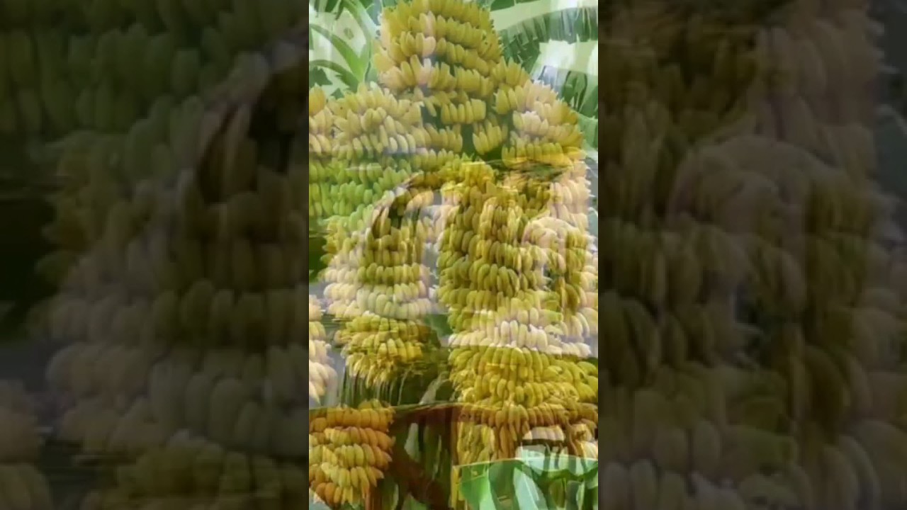 Allah ki nemat allah ne na jane kya kya paida kiya hai#shortvideo #viralvideo#subscribe #yutubsarch