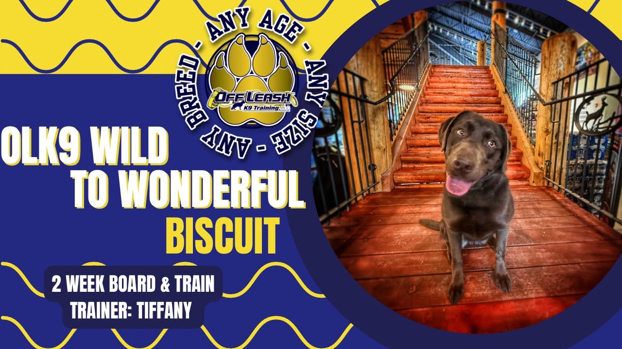 Biscuit, the 1yo Labrador | Best Dog Trainers in West Virginia!