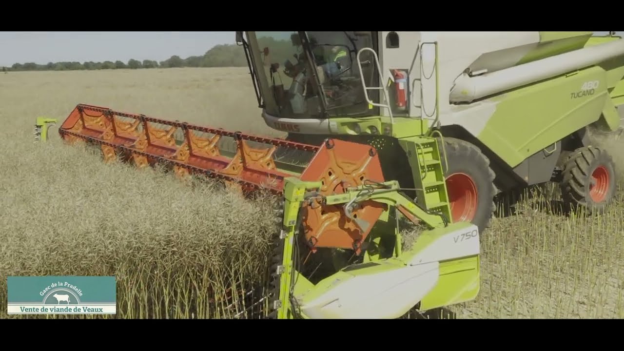 Moisson Colza 2022
