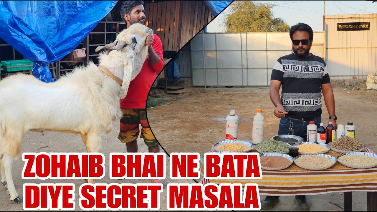 H2 Goat Farm Ne Bata Diye Bakro Ko Kon Sa Masala Khilate Hai Bhiwandi Padgha