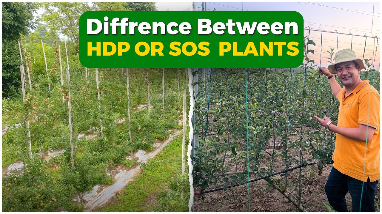 SOS: Traditional aur High Density Se Hatke, Ek Naya Revolution Apple Farming Mein