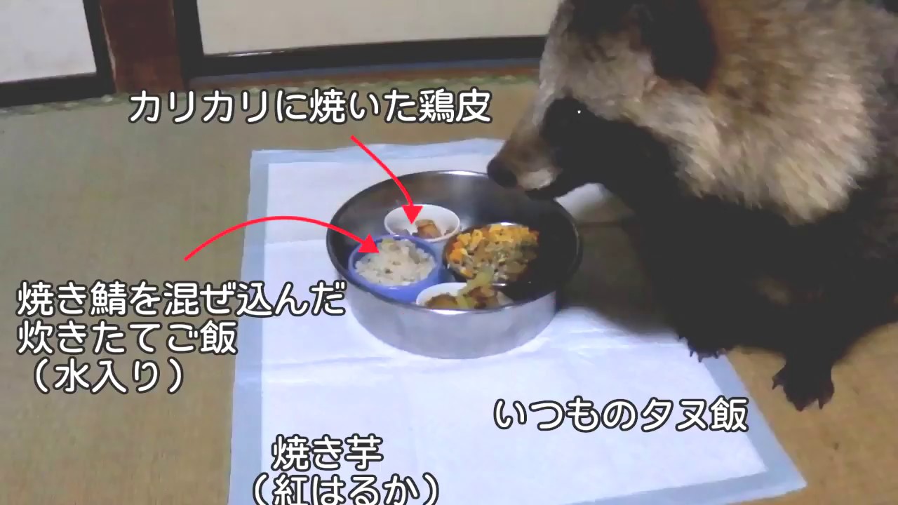 タヌキの好きな食べ物比べ（Compare a Tanuki's favorite food.）
