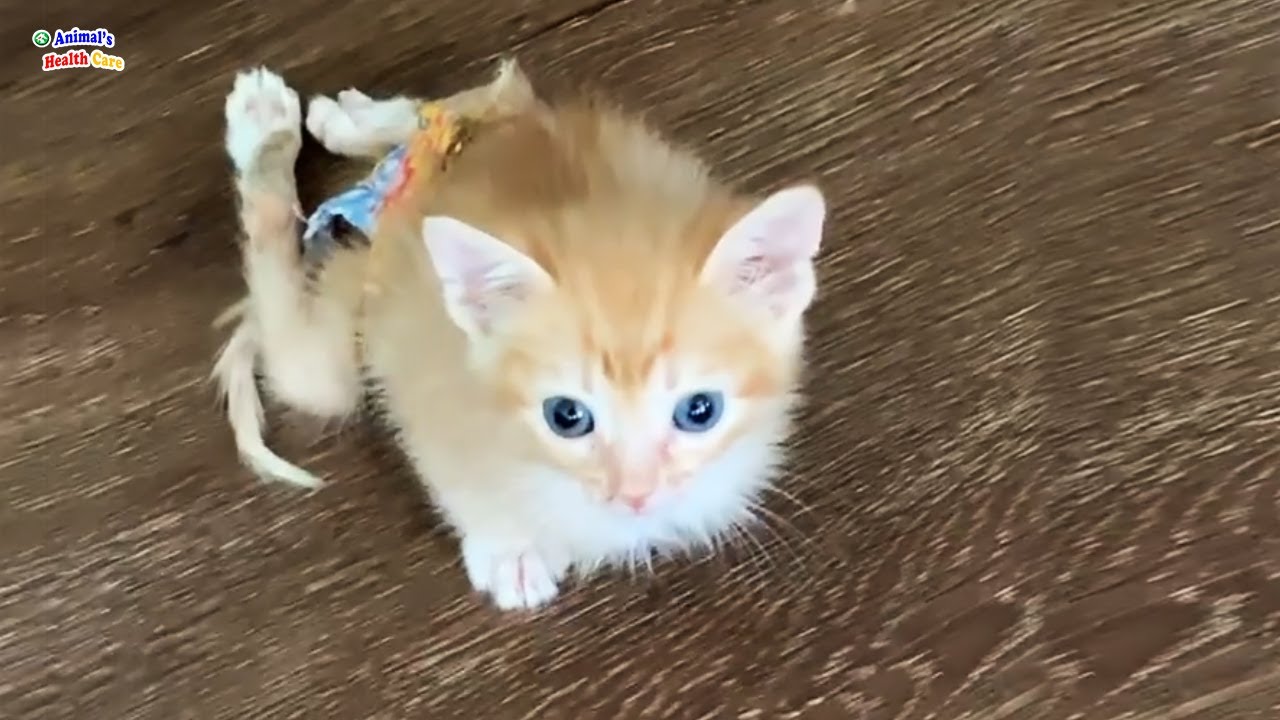 Left by owner because of his deformity, he cried when he was loved and cared