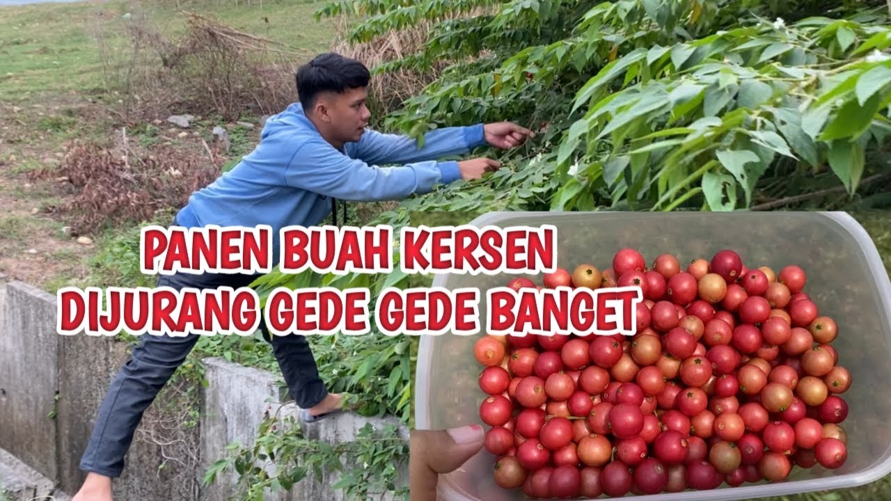 PANEN BUAH SERI DIJURANG GEDE GEDE | Yessi Official