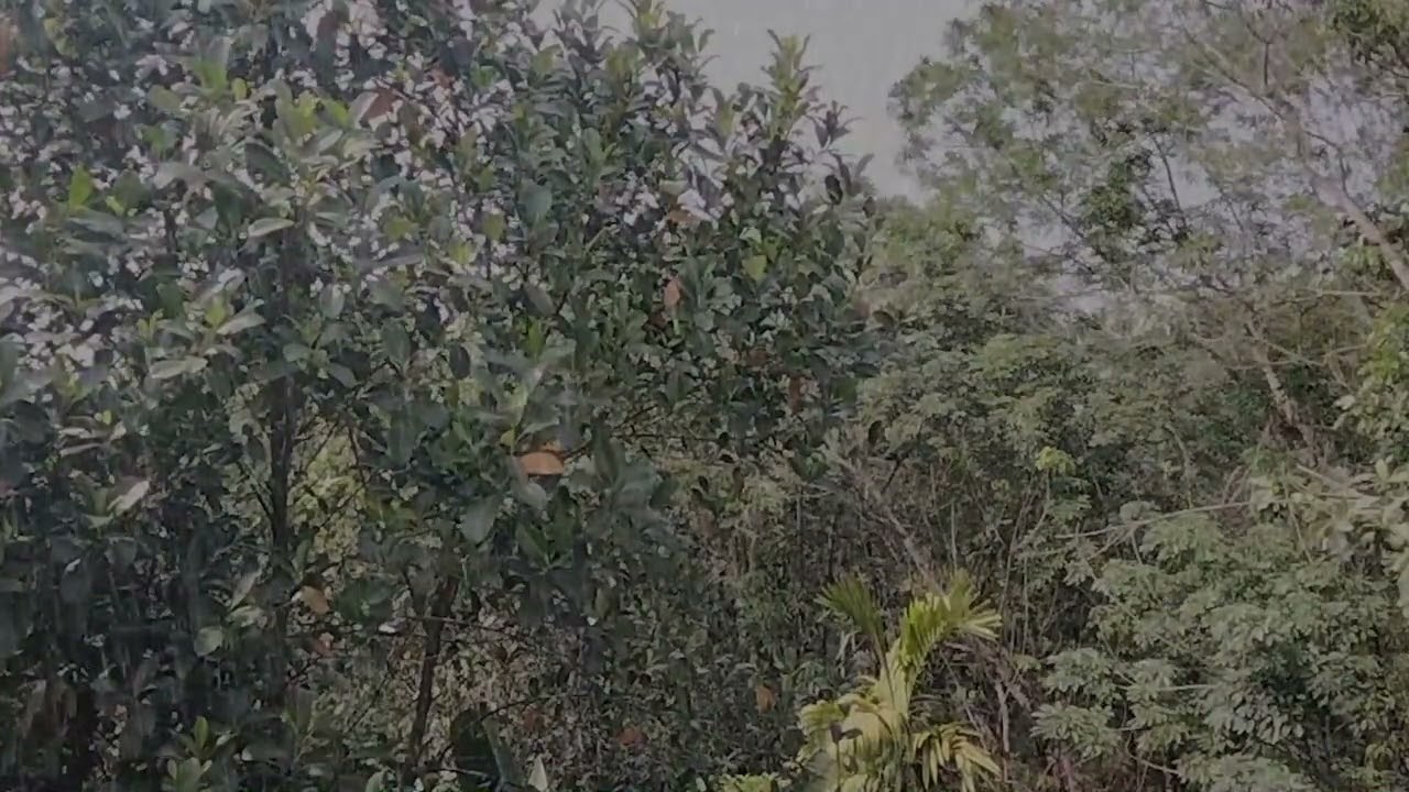 relax your mind with rain and thunder sounds | rain sounds
