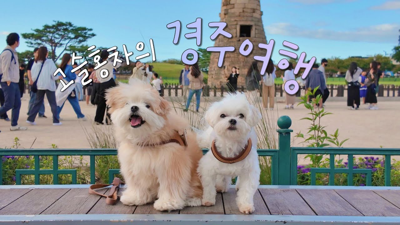 고슬홍차와 가을 경주 여행(반려견 동반 장소 추천 11곳)