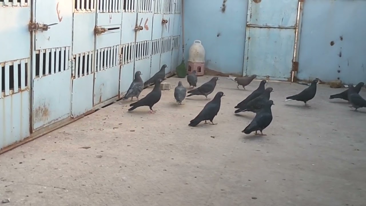 ليش انشوف الطير الزين مراوي