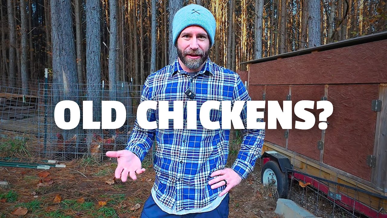 What to Do with OLD CHICKENS (No More Eggs)? 3 Options.