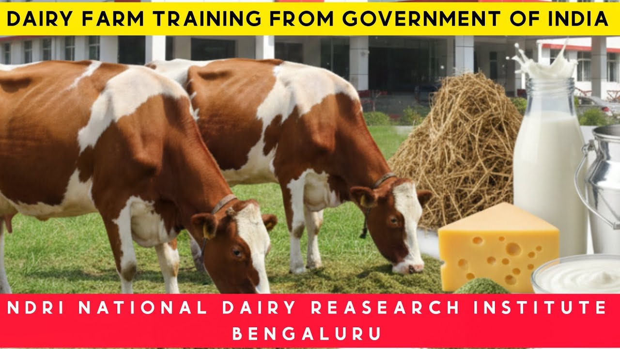 National Dairy reasearch institute NDRI Dairy farm training from government of India Bengaluru 