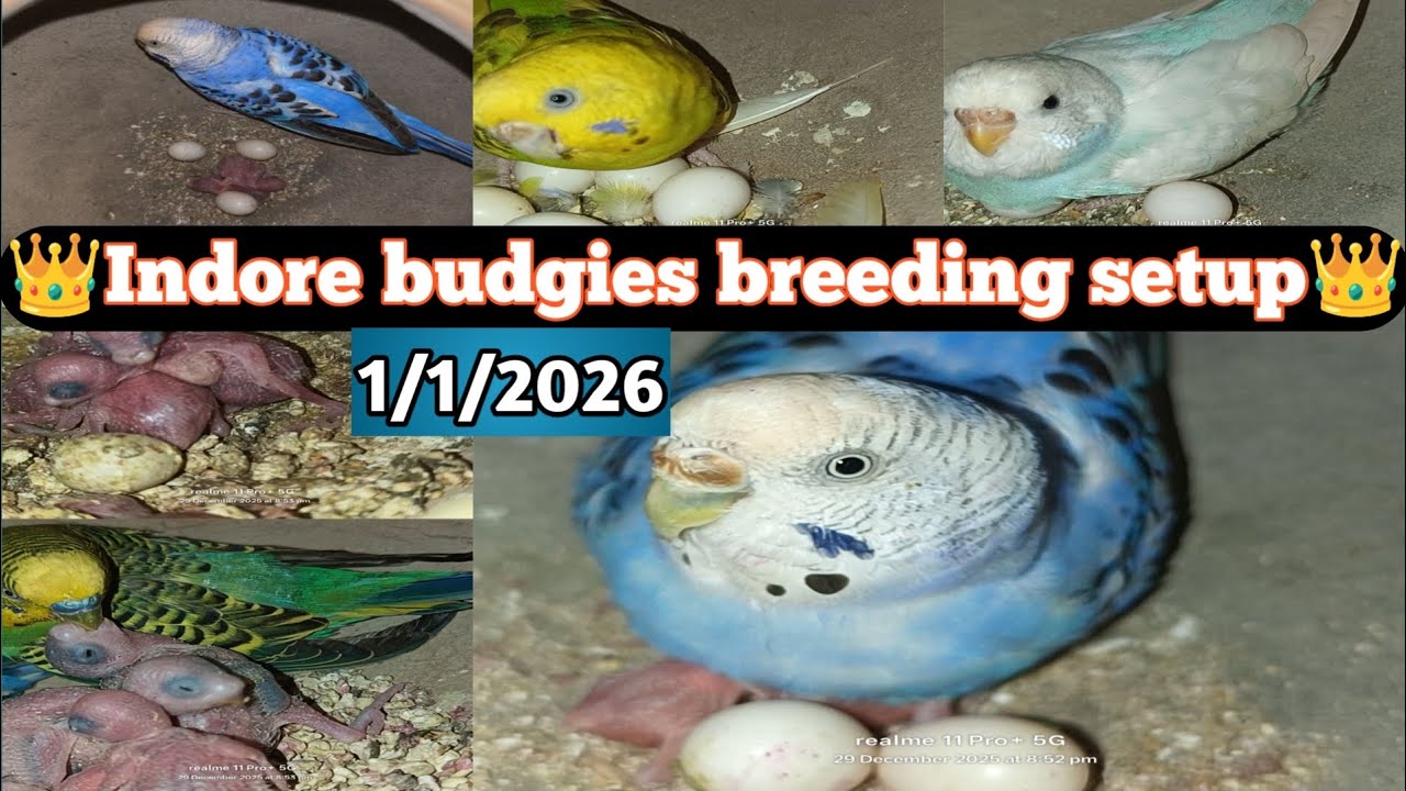 👑🦜Indore budgies breeding setup 🦜👑