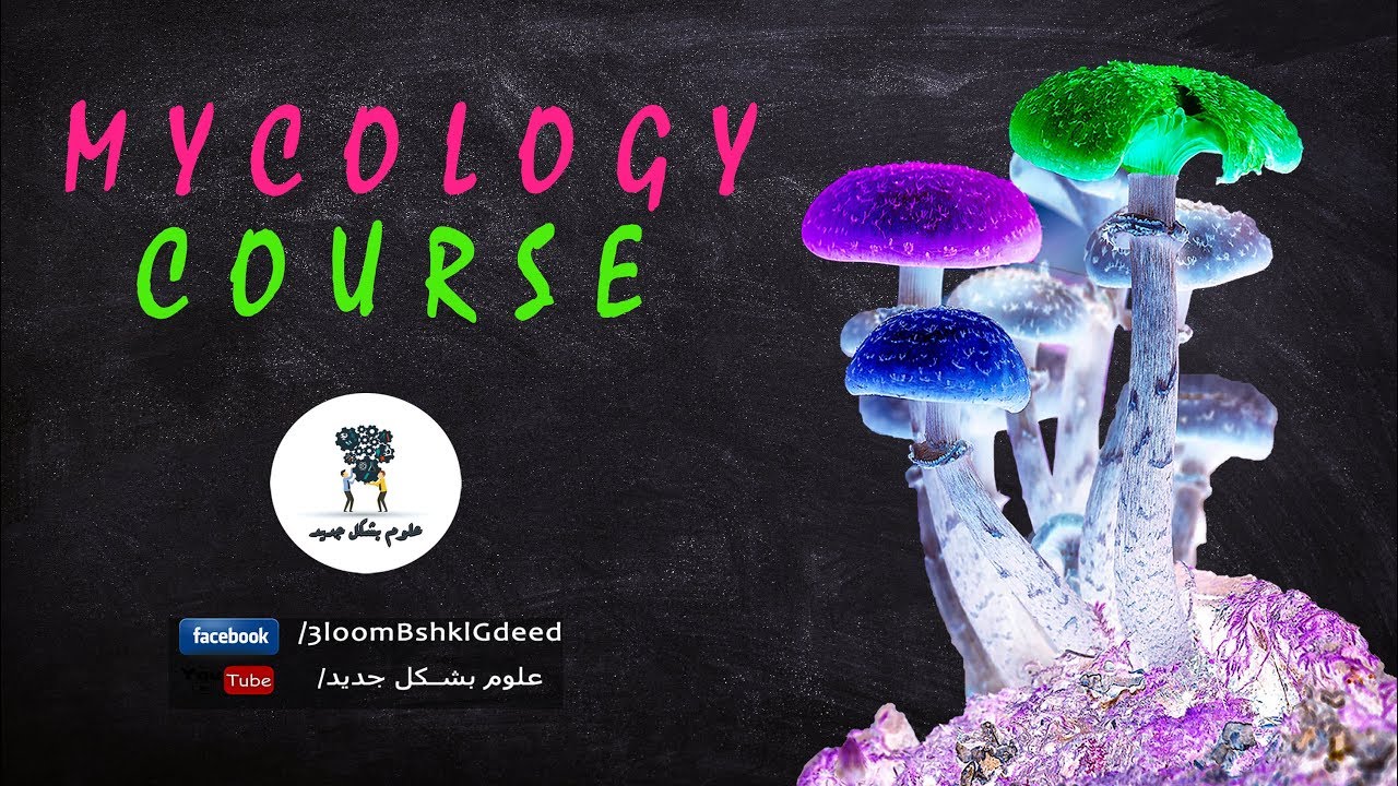 محاضرات كورس علم الفطريات Mycology | محاضرة 10 (Saprolegnia & Achlya)