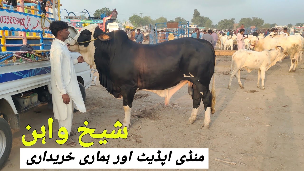 Sheikhwan Mandi Update Or Humre Kharidari | @MandiBoy8080 | Zeeshan Khan 
