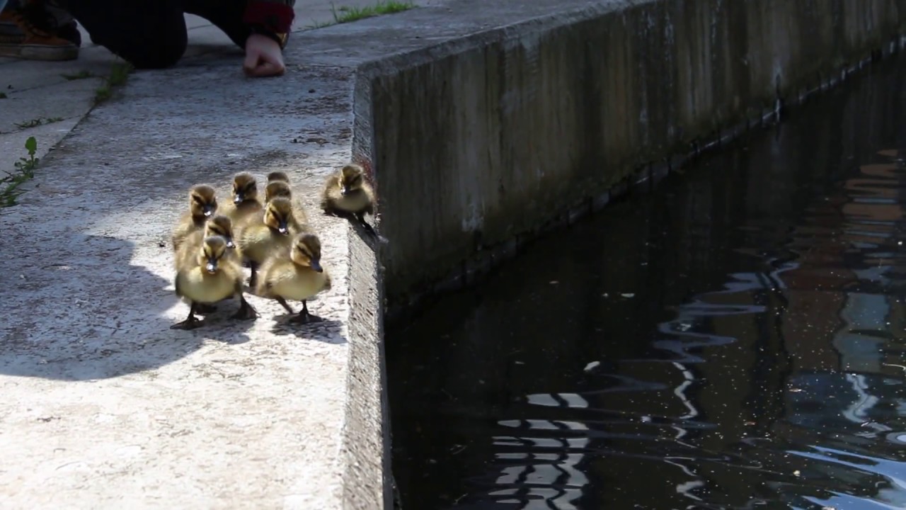 Road to canal: urban duck family head for water in London.