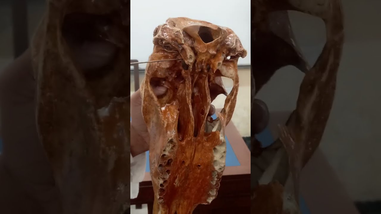 Skull of ox | Osteology  | Bangladesh Agriculture University |#veterinary #dvm #anatomy 