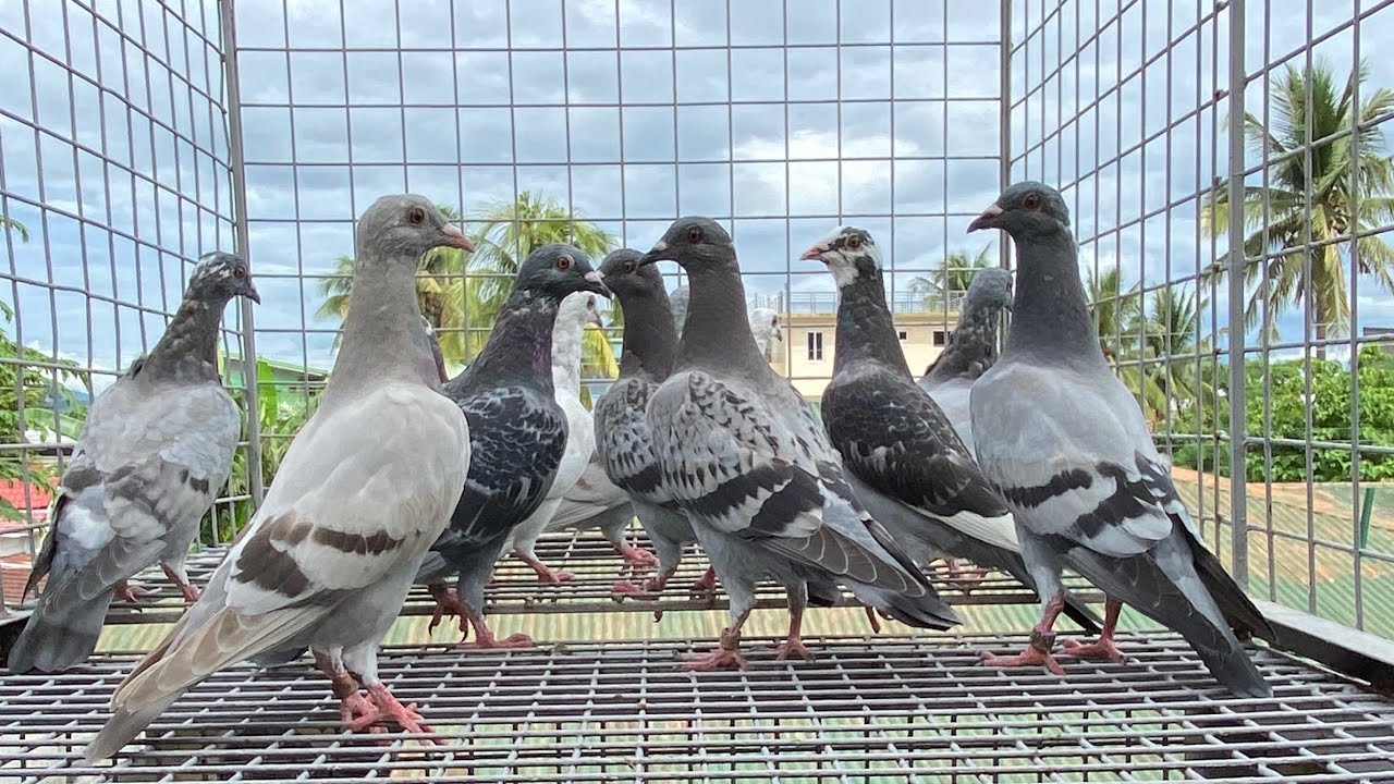 BREEDING SEASON NG MGA JAPAN BIRD NATIN AT PASILIP SA MGA IBNG IBON  NATIN GALING NG JAPAN
