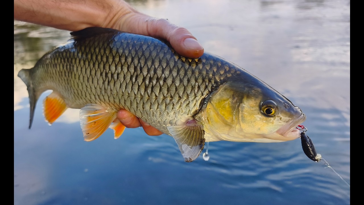 Akcja połowu kleni powierzchniowych na rzece Sava! (Kr&oacute;tka sesja popołudniowa)