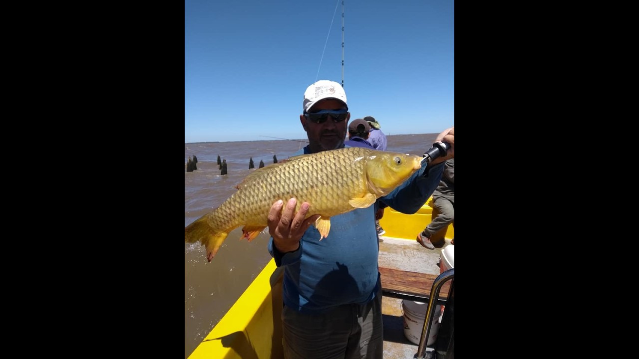 Bogas en el malecon, domingo 11 de enero 2026