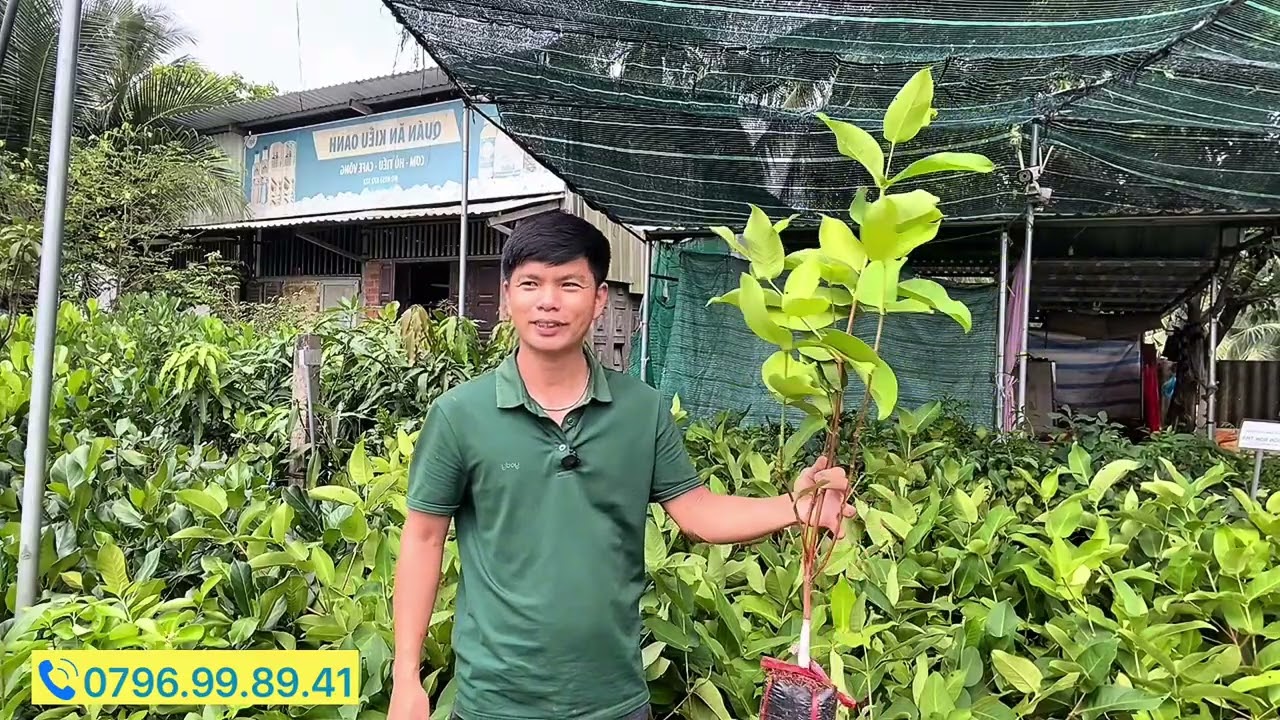 Giống Mận/ Roi dễ trồng nên chọn giống nào? 
