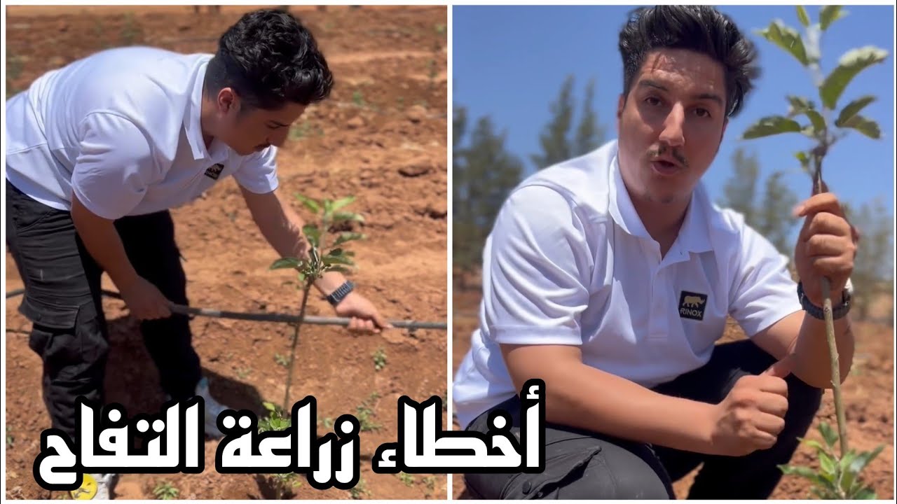 نصائح للفلاح حول الزراعة الخاطئة في أشجار التفاح والاخطاء الشائعة