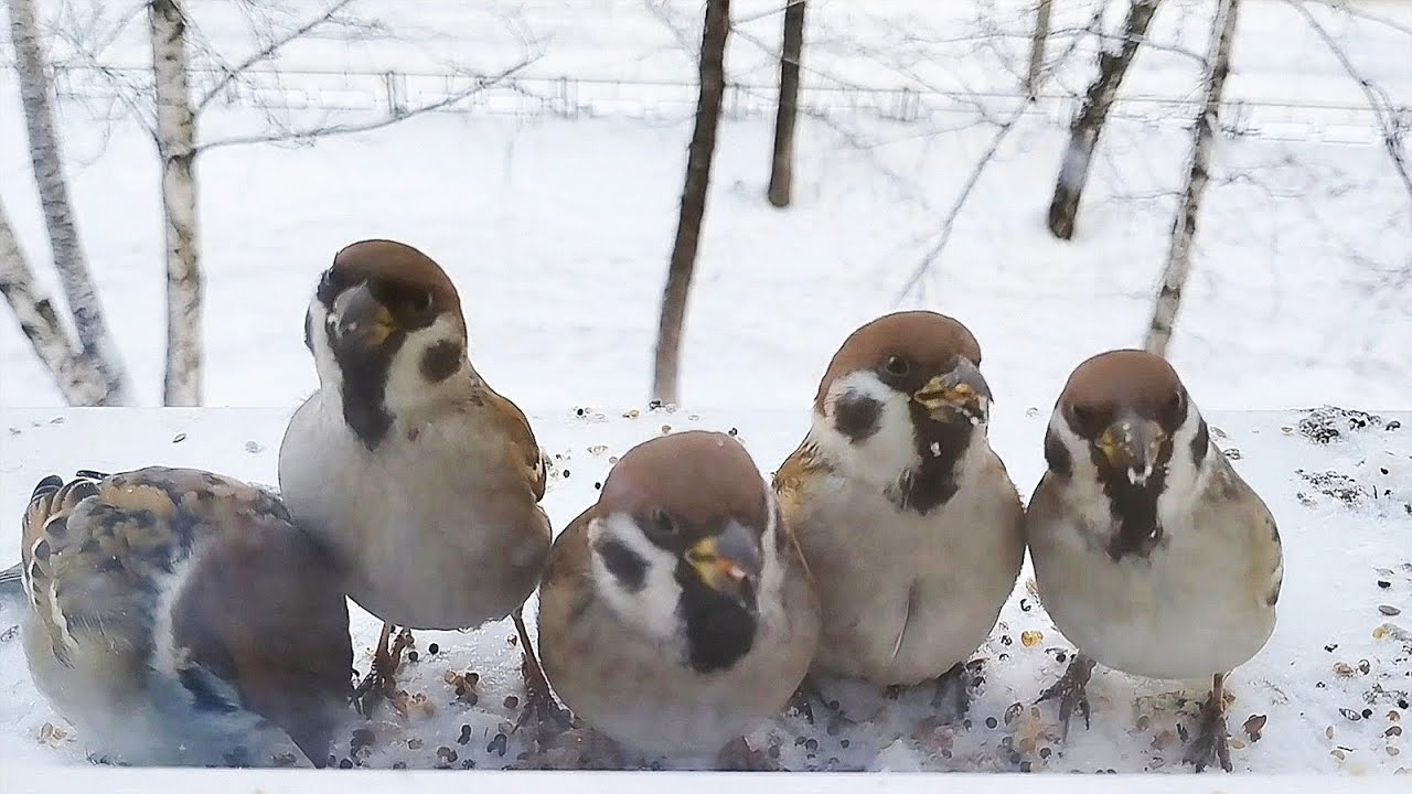 🐤 | young tree sparrows are eating and brawling